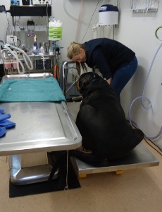 350 KG Double scissor lift table with Stainless Steel top